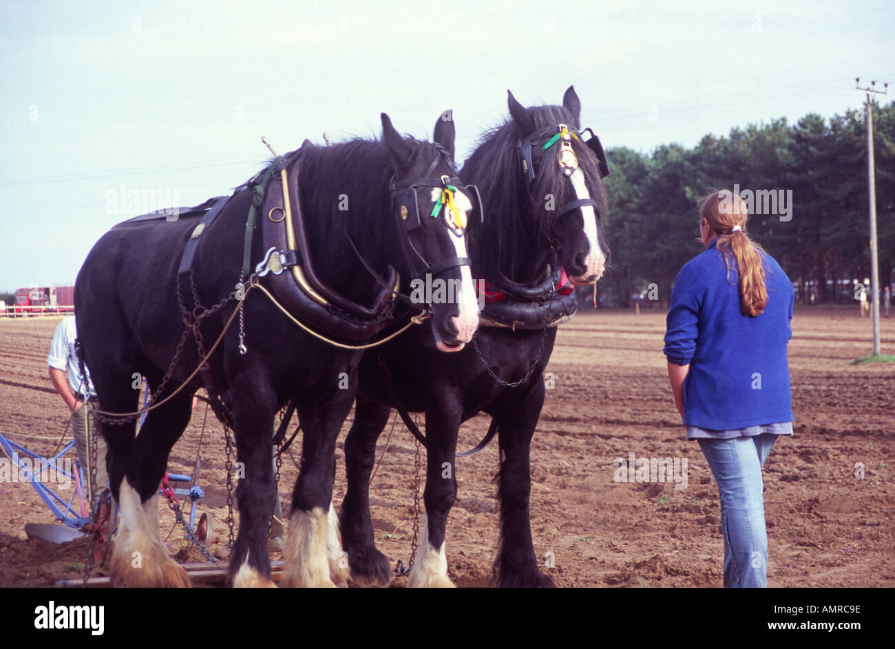 Schwere Pferde Pflügen mit Feamle handler Stockfoto