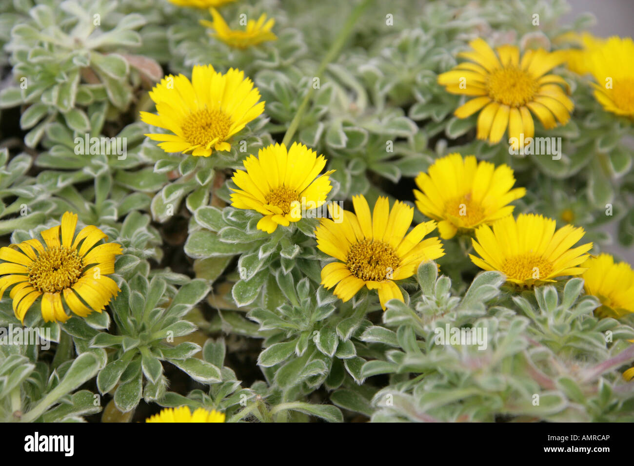 Tunesischer Teppich, Goldmünzen oder Mittelmeer Strand Daisy, Asteriscus Maritimus (Bubonium Maritimum), Asteraceae Tunesien Afrika. Stockfoto