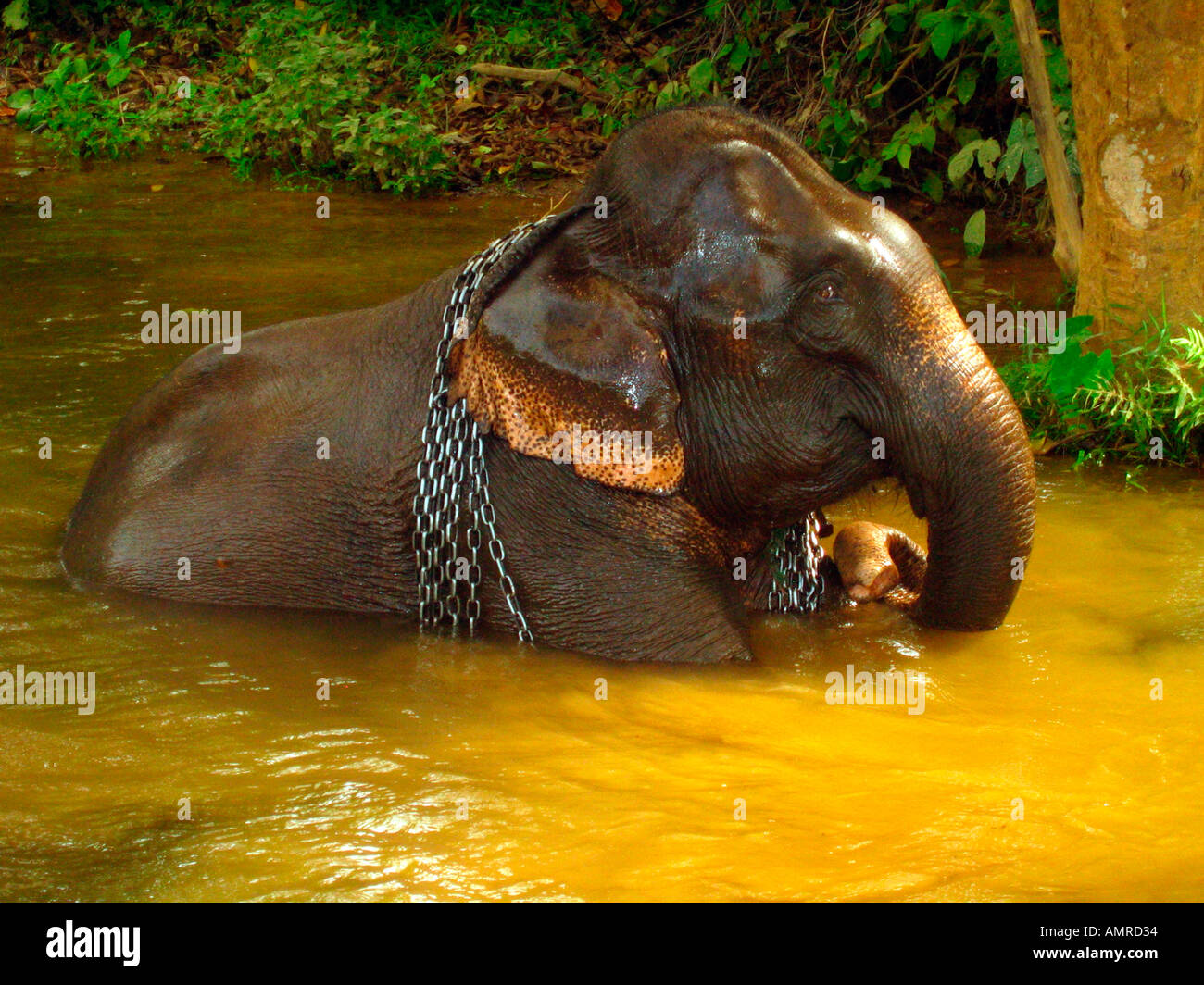 Elefanten waschen und Abkühlung im Fluss in der Nähe von Mae Hong Son-Nord-Ost-Thailand Stockfoto