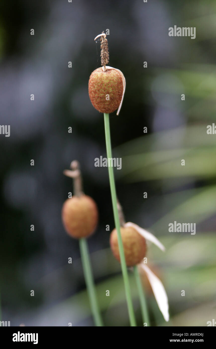 Zwergbullush aka Zwerg Cattail oder Reedmace, Typha minima Typhaceae. Wassermarginalpflanze Stockfoto