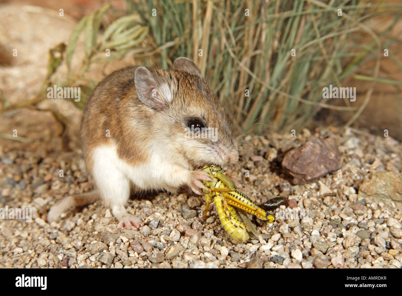 Südlichen Grasshopper Maus Onychomys Torridus Elgin Cochisel County Arizona Vereinigte Staaten Stockfoto