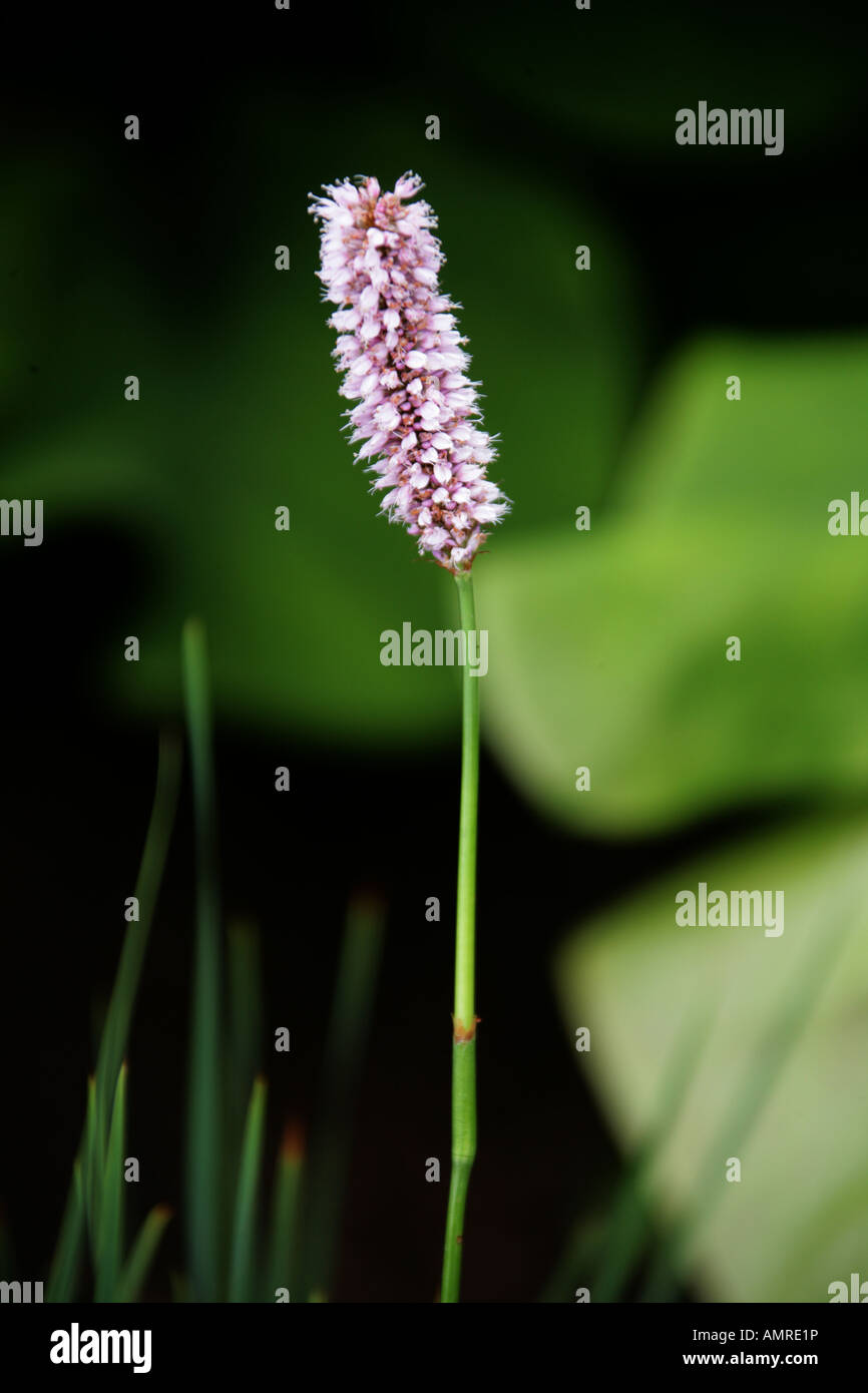 Auch bekannt als gemeinsame cm cm oder Knöterich Persicaria Bistorta oder Polygonum Bistorta Knie britische wilde Blume Stockfoto