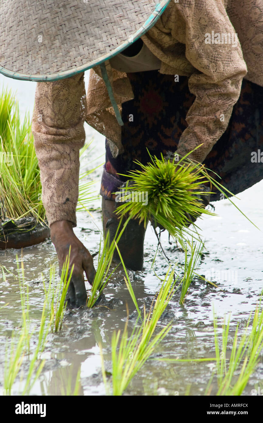 Landwirt Pflanzen Reis Feld von Hand, Ubud, Bali Indonesien Stockfoto