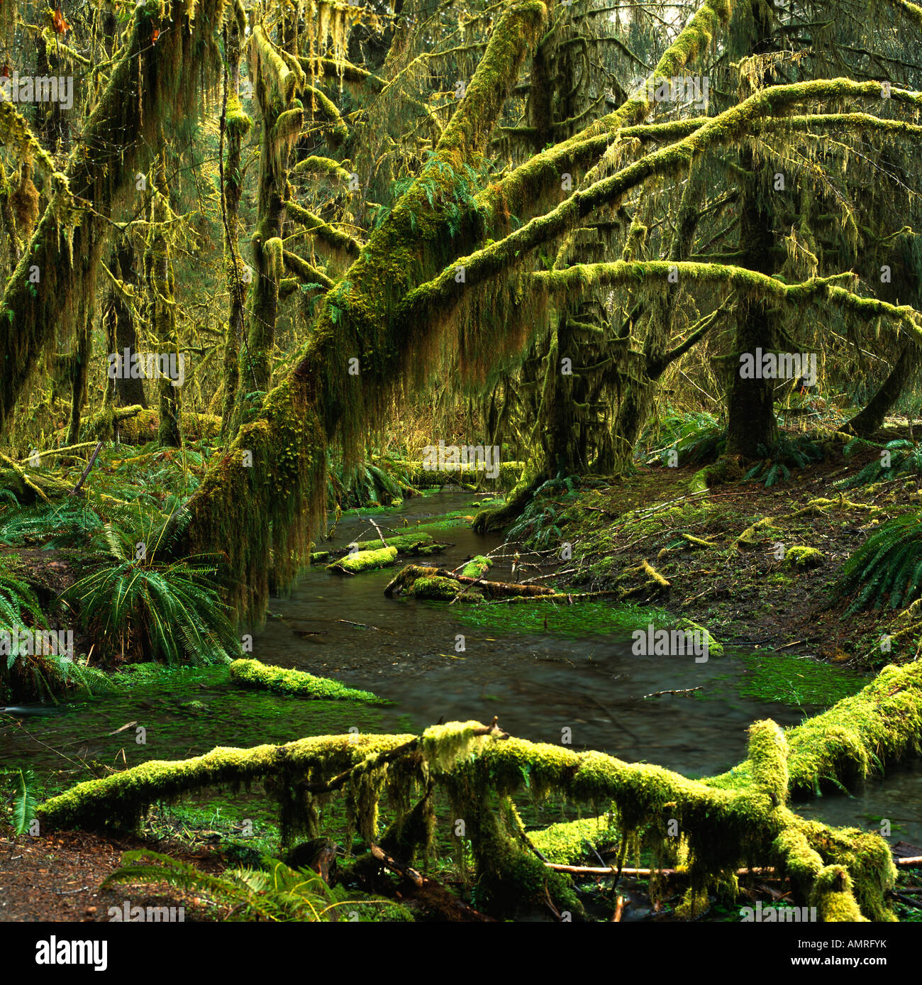 Hoh Regenwald Olympic Nationalpark Washington gemäßigten Regenwaldes Durchschnitt 145' Regen pro Jahr, Stockfoto