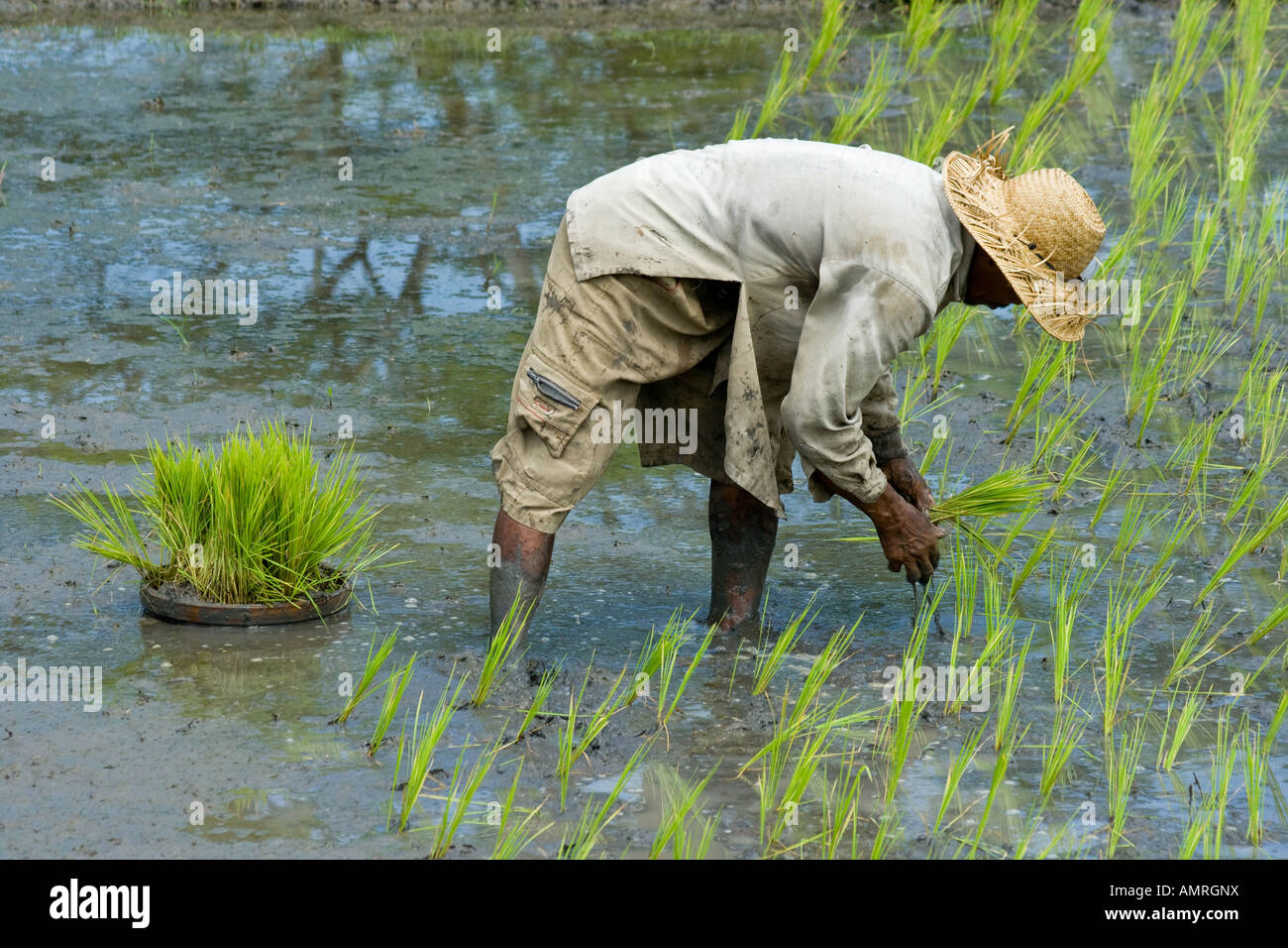 Landwirt Pflanzen Reis Feld von Hand, Ubud, Bali Indonesien Stockfoto