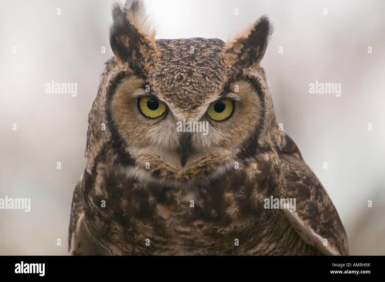 Große gehörnte Eule, Bubo Virginianus, Zoo von Edmonton, Alberta, Kanada, Greifvögel Stockfoto