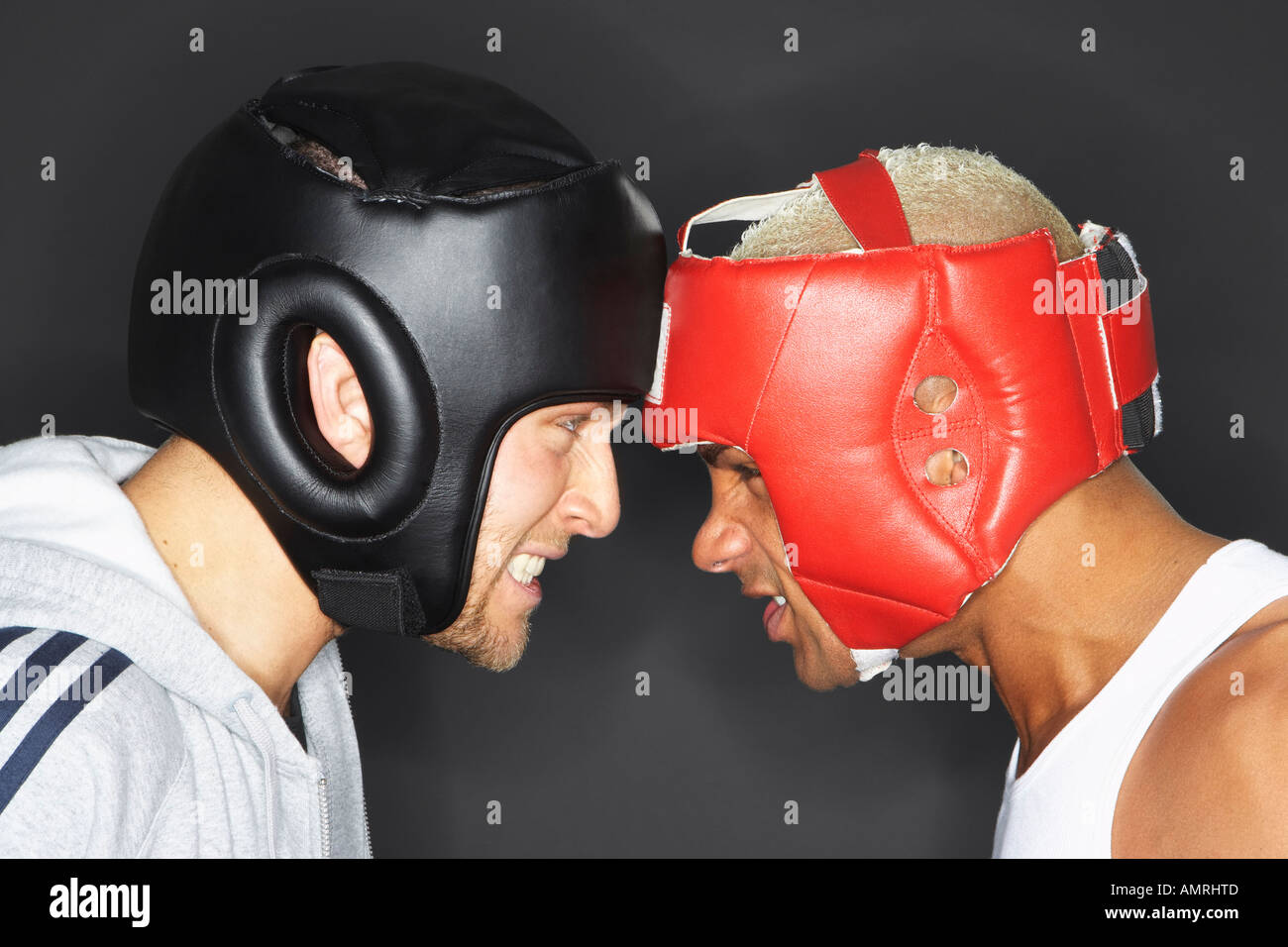 Zwei Boxer Kopf an Kopf Stockfoto