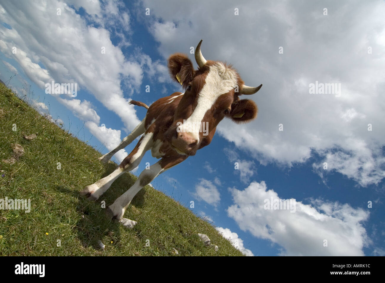 Junge Kuh Kalb Vor Blau Weißem Himmel junge Kuh Kalb mit Blu sky Stockfoto
