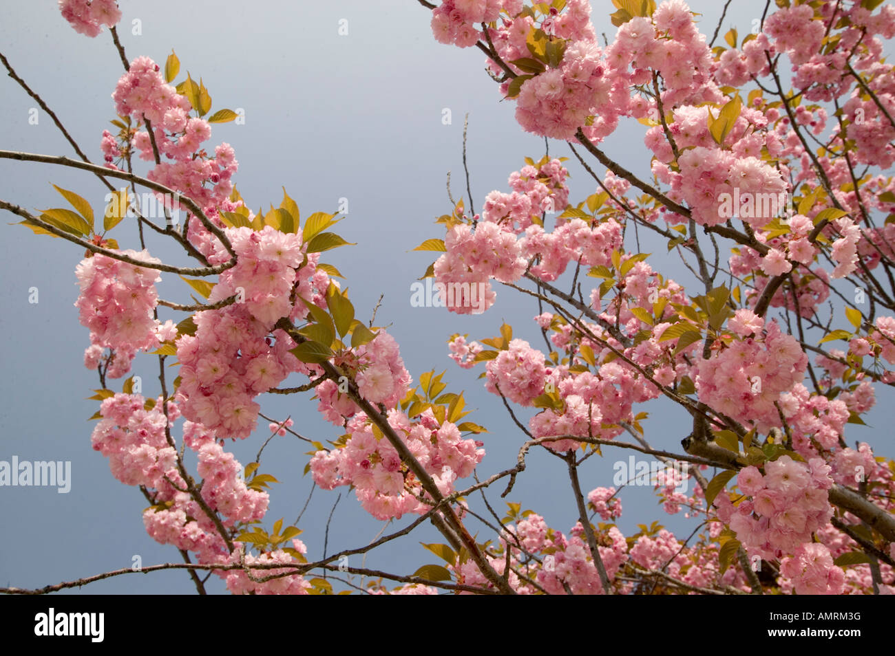 Blühende Bäume, Kanada, Ontario, Burlington, Spencer Smith Park und Waterfront Trail, Frühjahr 2004 Stockfoto