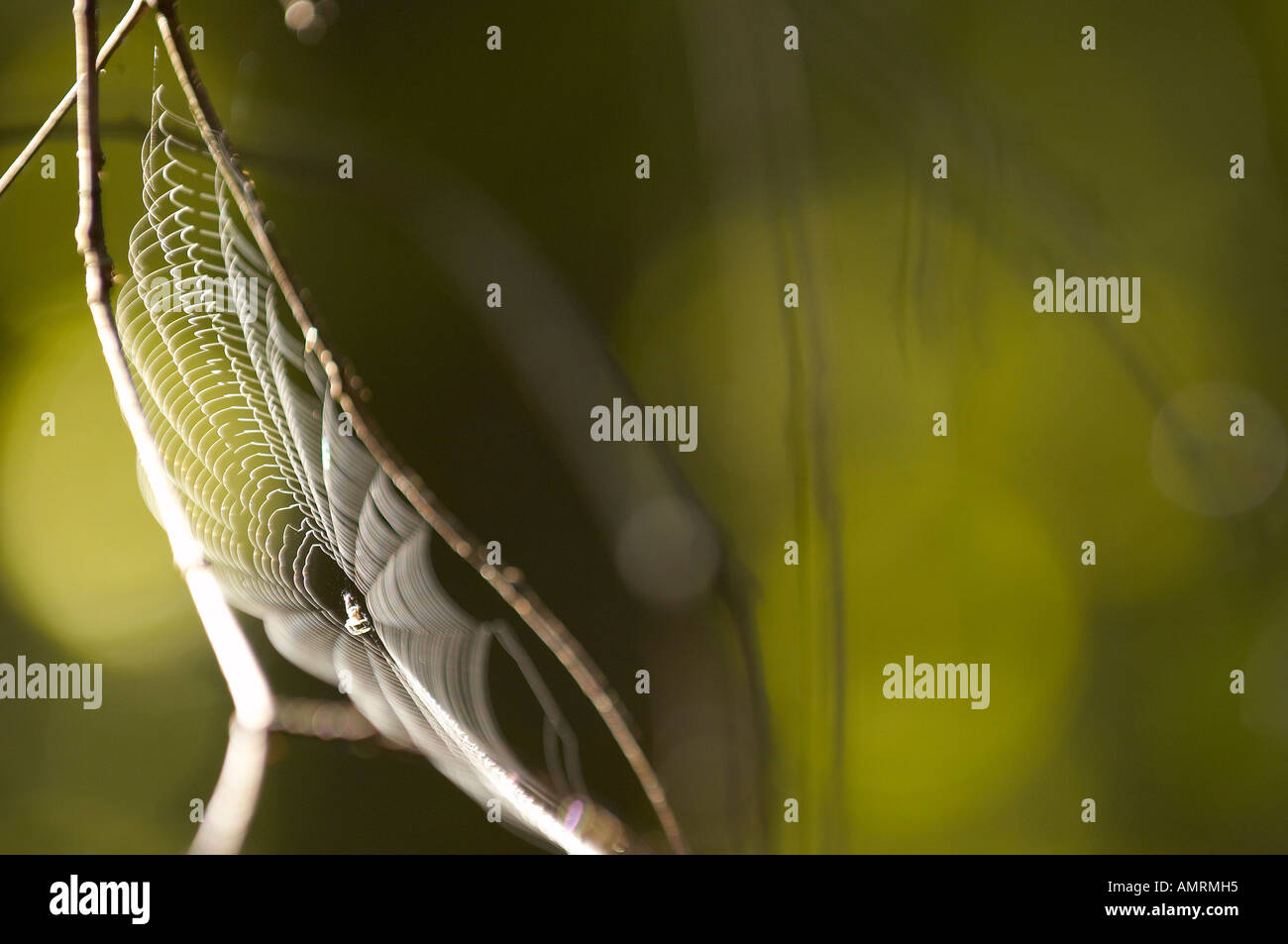 Nahaufnahme von Spinnennetz Stockfoto