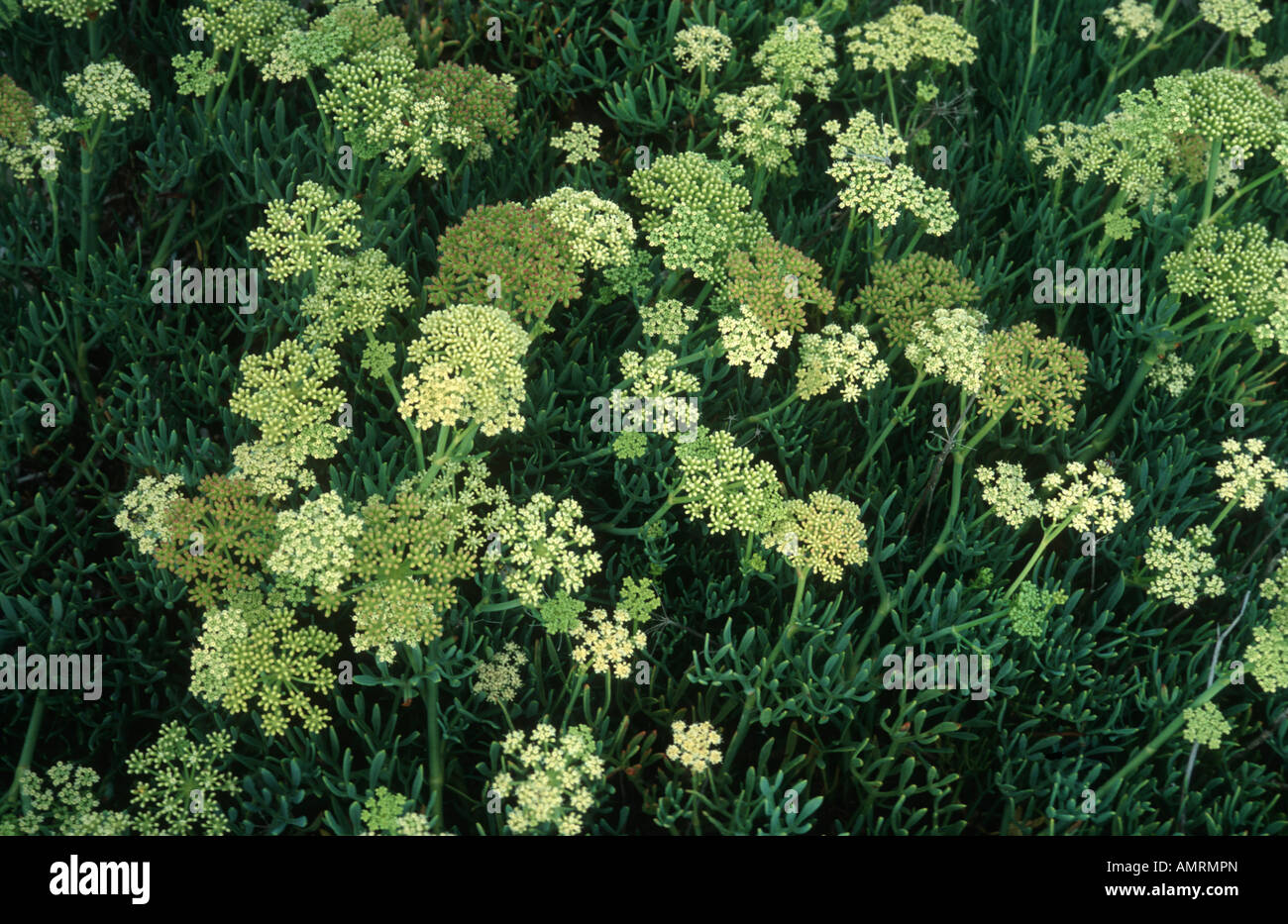 Meeresfenchel (Crithum maritium) wächst zwischen Felsen in Menorca Stockfoto
