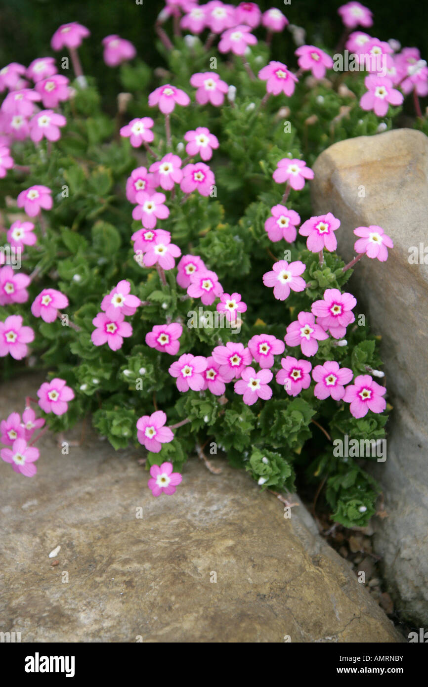 Dionysia involucrata, Primulaceae. Russland, Zentralasien Stockfoto