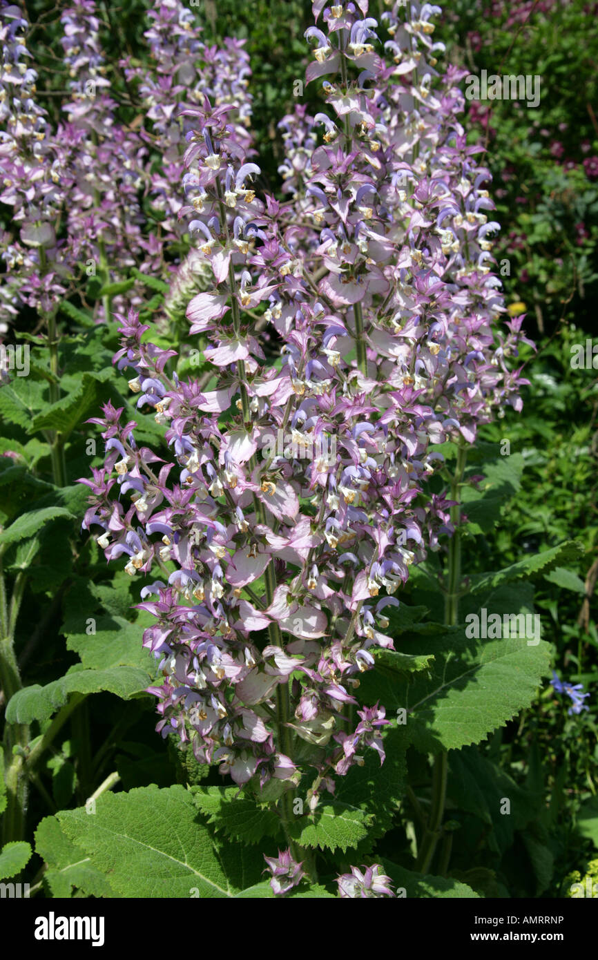 Clary aka Clary Sage, Salvia sclarea, Lamiaceae Stockfoto