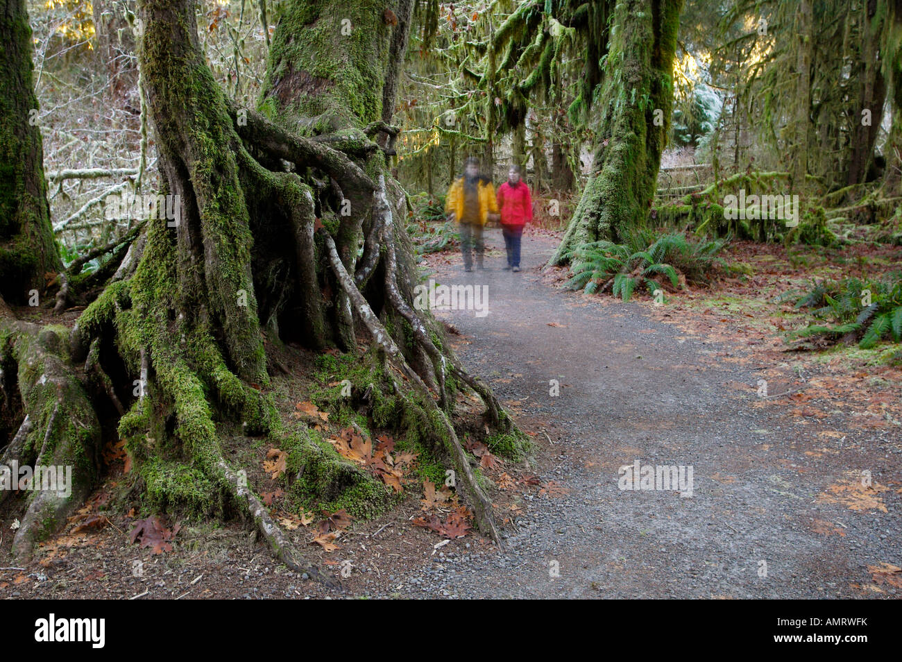 Olympic Nationalpark, Hoh Regenwald, Washington, USA, Nordamerika. -Modell veröffentlicht. Stockfoto