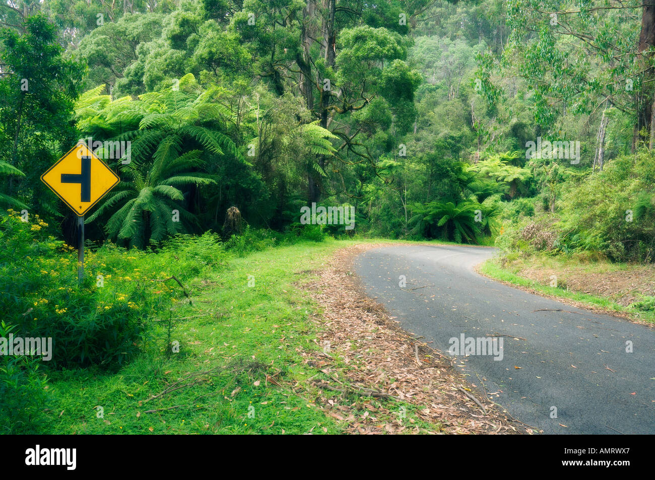 Straße durch Tarra Bulga Nationalpark, Victoria, Australien Stockfoto