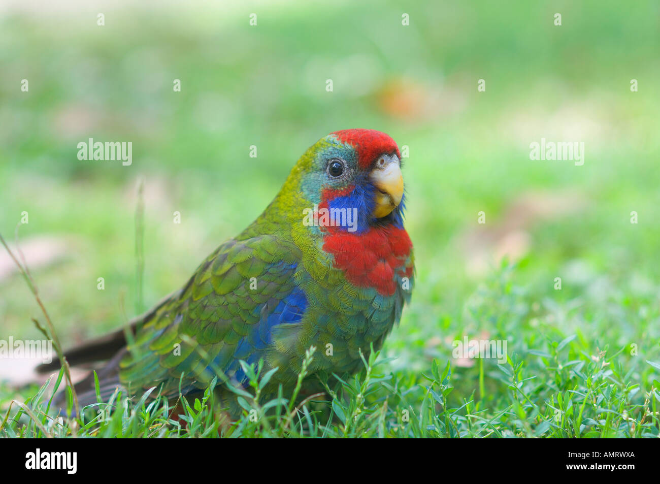 Pennantsittich Stockfoto