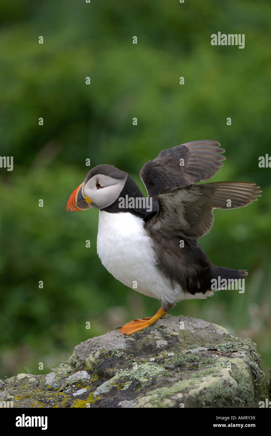 Papageitaucher Fratercula Arctica Sommer Erwachsener an Brutkolonie auf Skomer Island Pembrokeshire Wales Juni Stockfoto