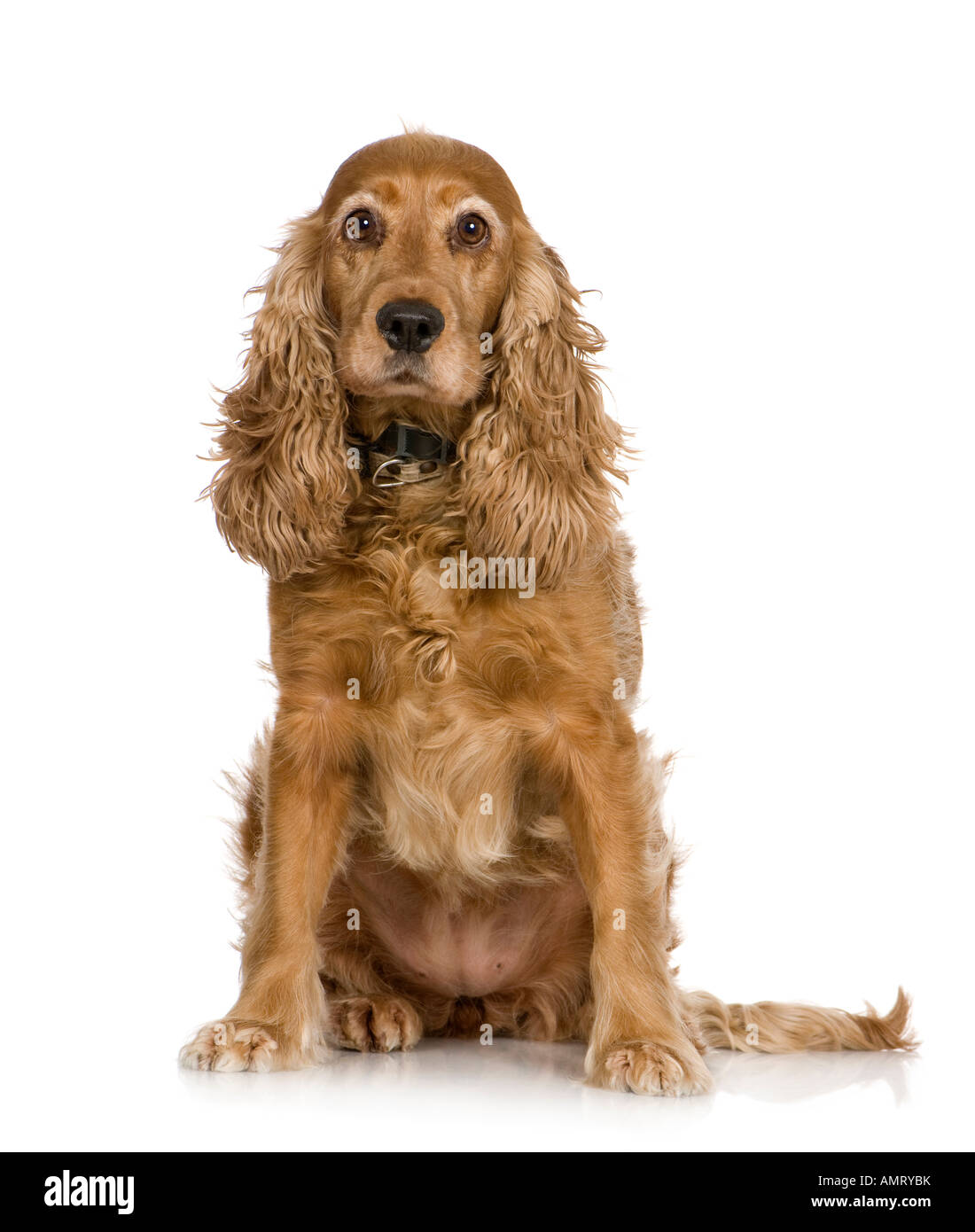 Cocker Spaniel 5 Jahre sitzen vor einem weißen Hintergrund Stockfoto