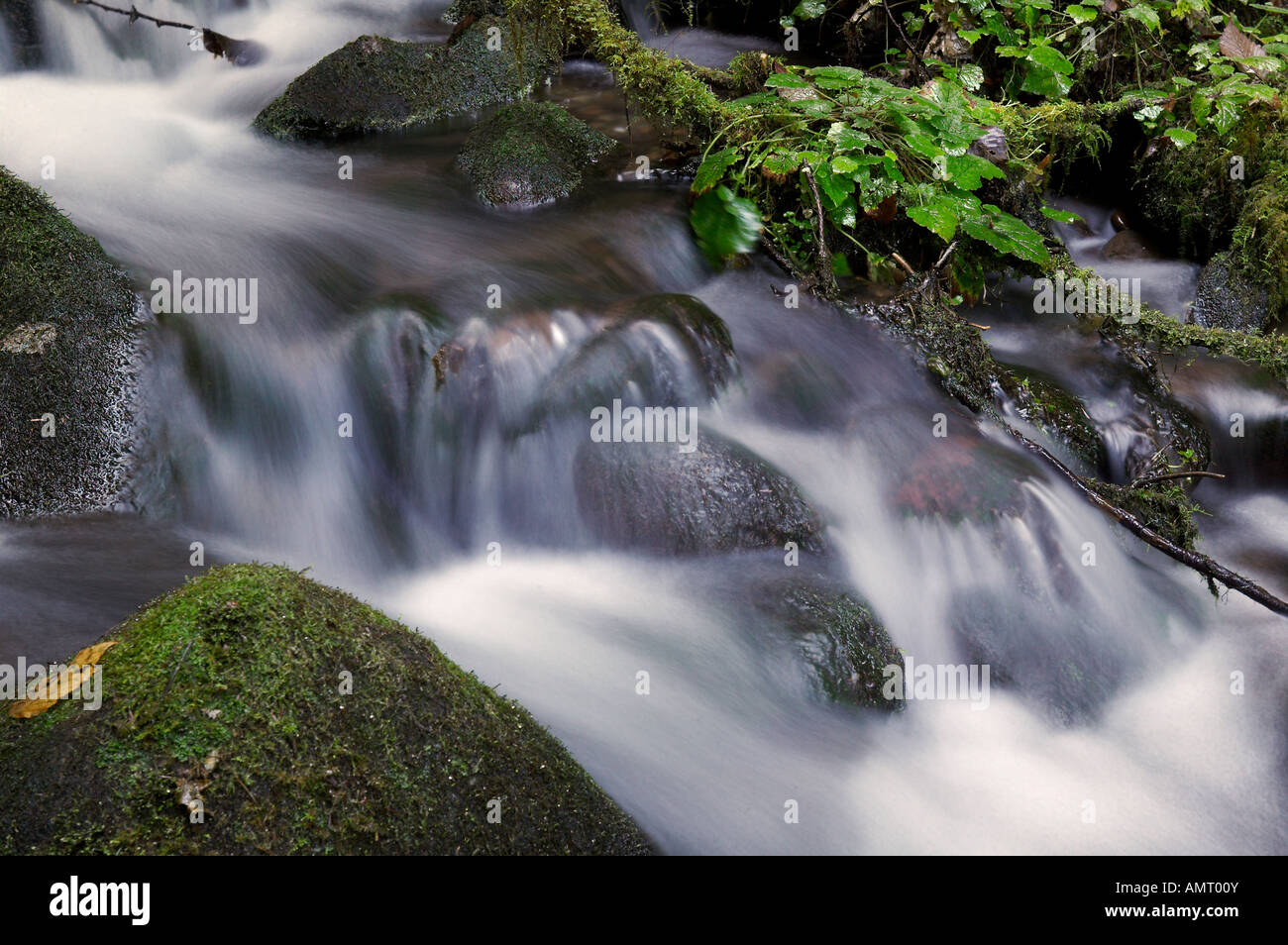 Stream, Queets River-Gebiet, Regenwald, Olympic Nationalpark, Olympische Halbinsel, Washington, USA, Nordamerika. Stockfoto