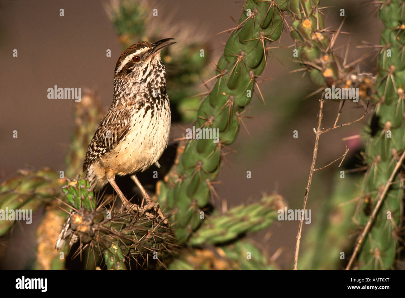 Kaktus-Zaunkönig-Gesang Stockfoto