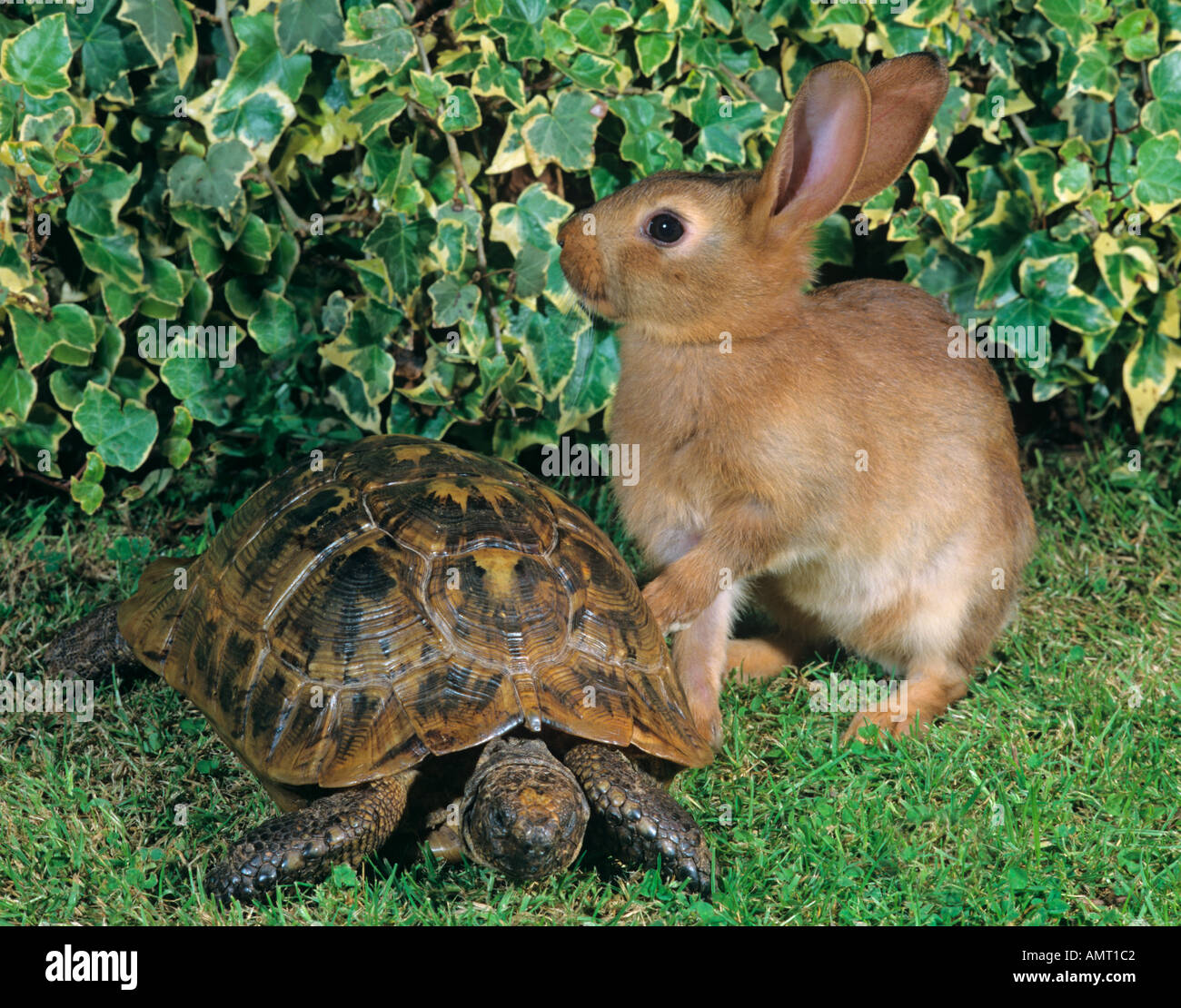 Schildkröte und Hase Haustier Belgien Stockfoto