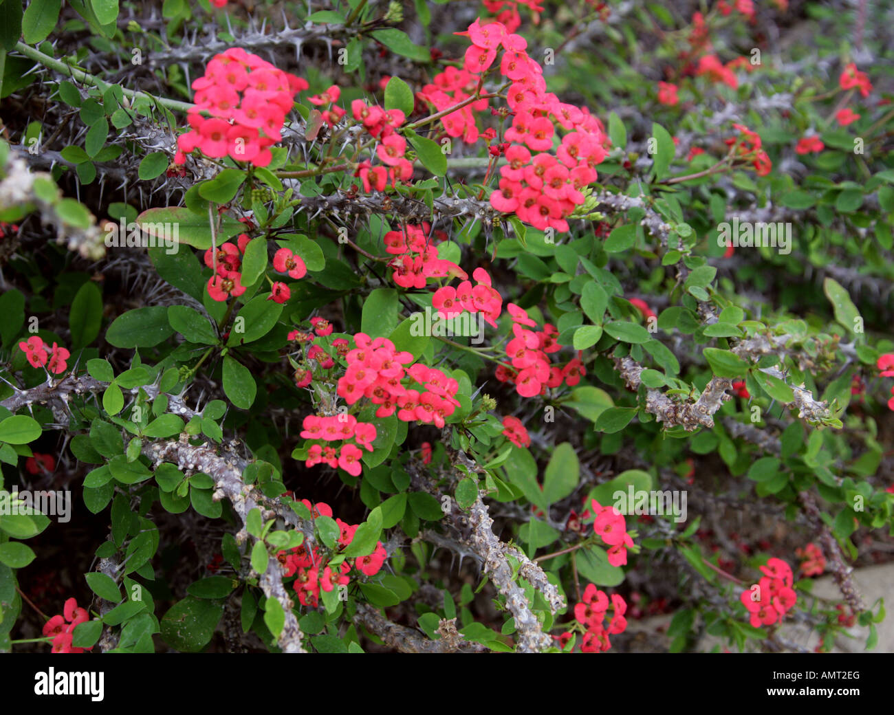 Euphorbia milii var milii, Euphorbiaceae. Madagaskar Stockfoto