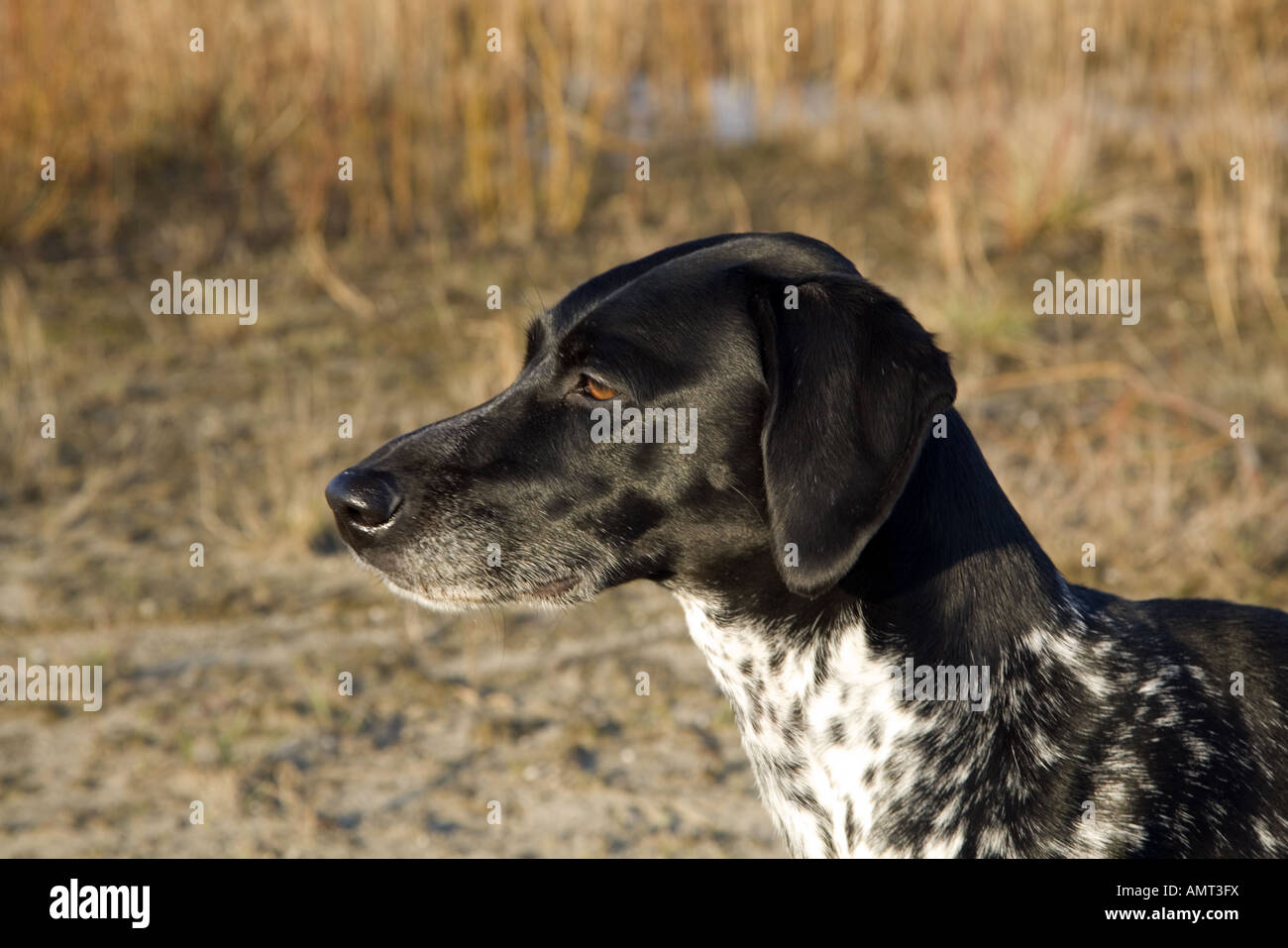 Leiter der schwarzen und grauen Hund mit farbigen Bernsteinaugen  Stockfotografie - Alamy