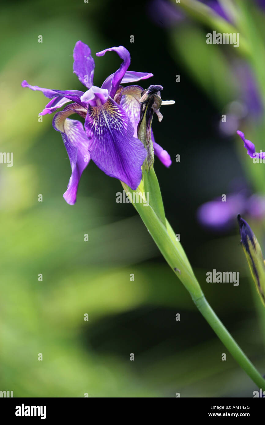 Iris bulleyana, Iridaceae Stockfoto