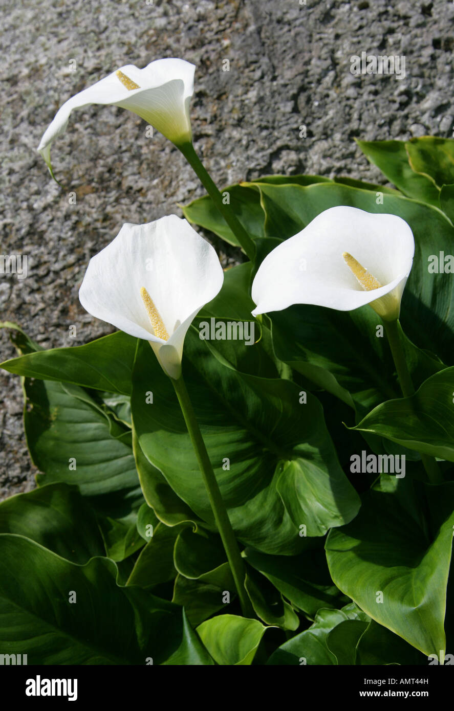 Lily Of The Nile oder Calla Lilie, Zantedeschia Aethiopica, Aronstabgewächse. Stockfoto