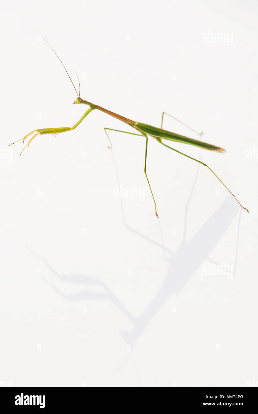 Praying Mantis und seinen Schatten Stockfoto