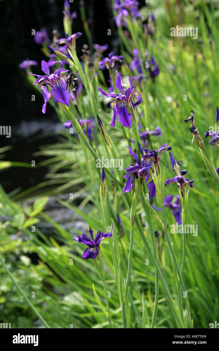 Iris bulleyana, Iridaceae Stockfoto