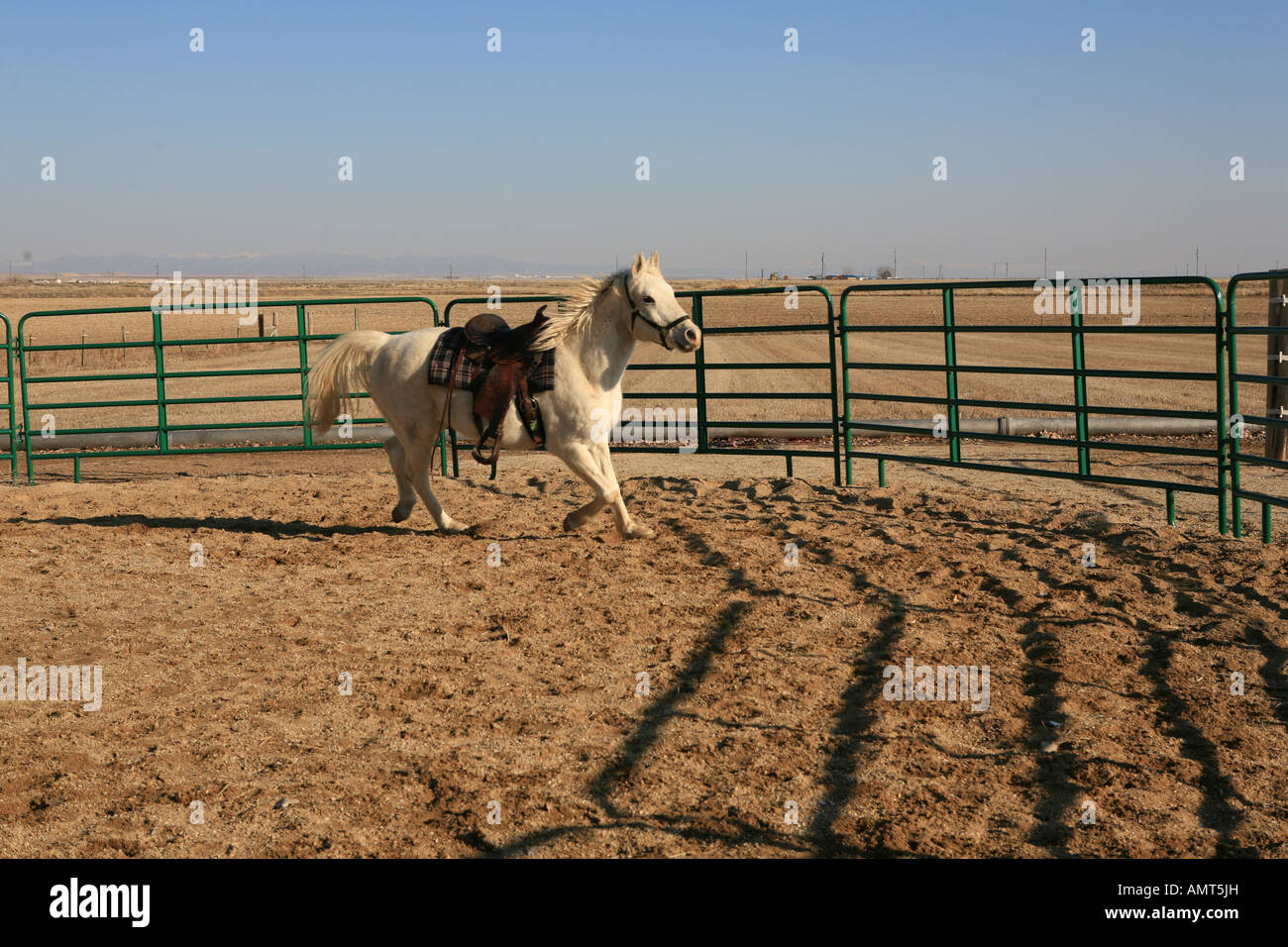 Weiße arabische Pferd im Roundpen mit Sattel laufen auf Stockfoto