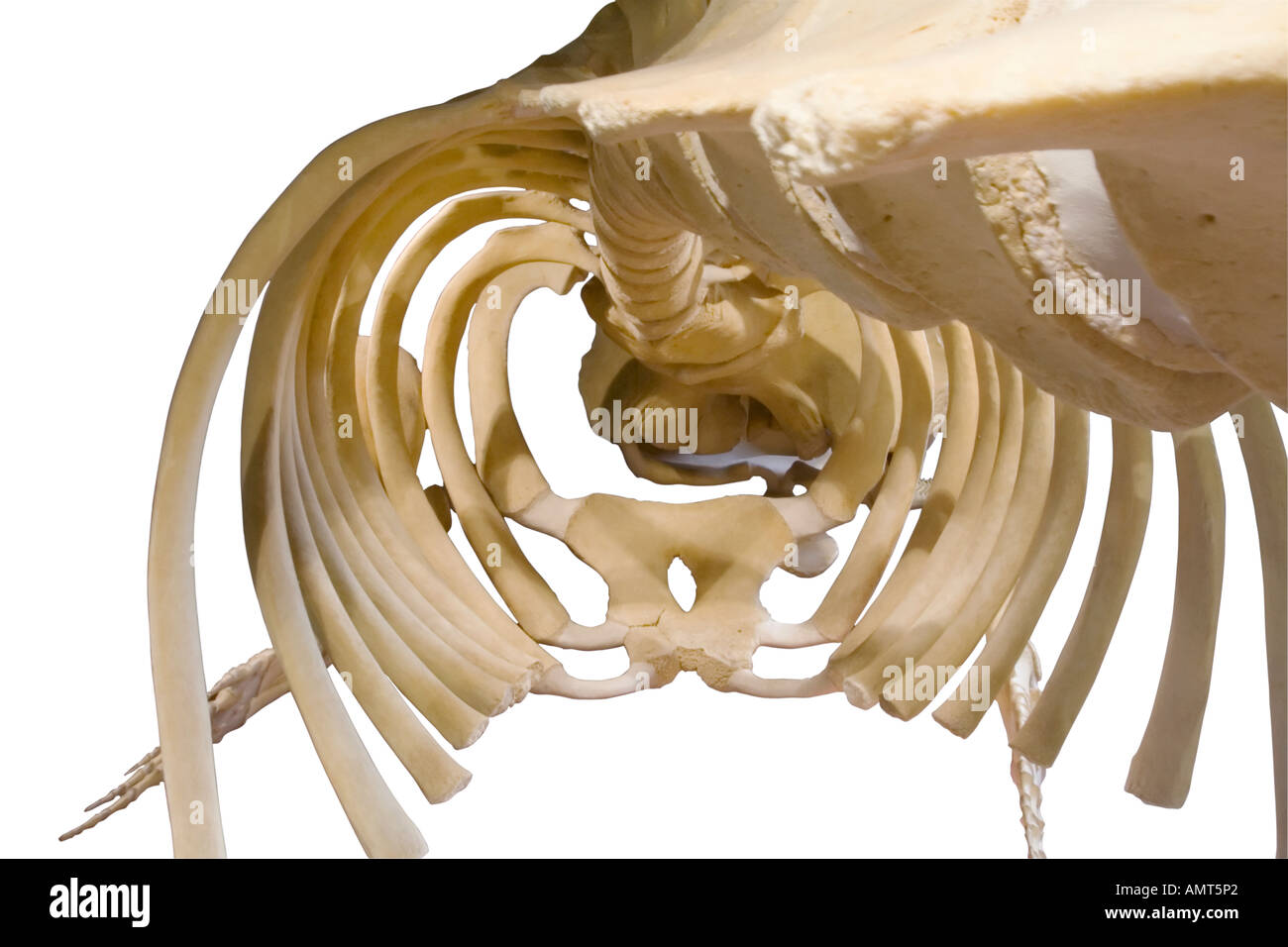 Pottwal Skelett Bauchhöhle closeup Stockfoto