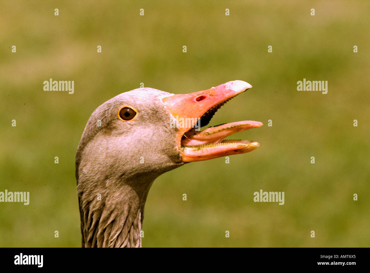 Grey Goose Europa lag Stockfoto