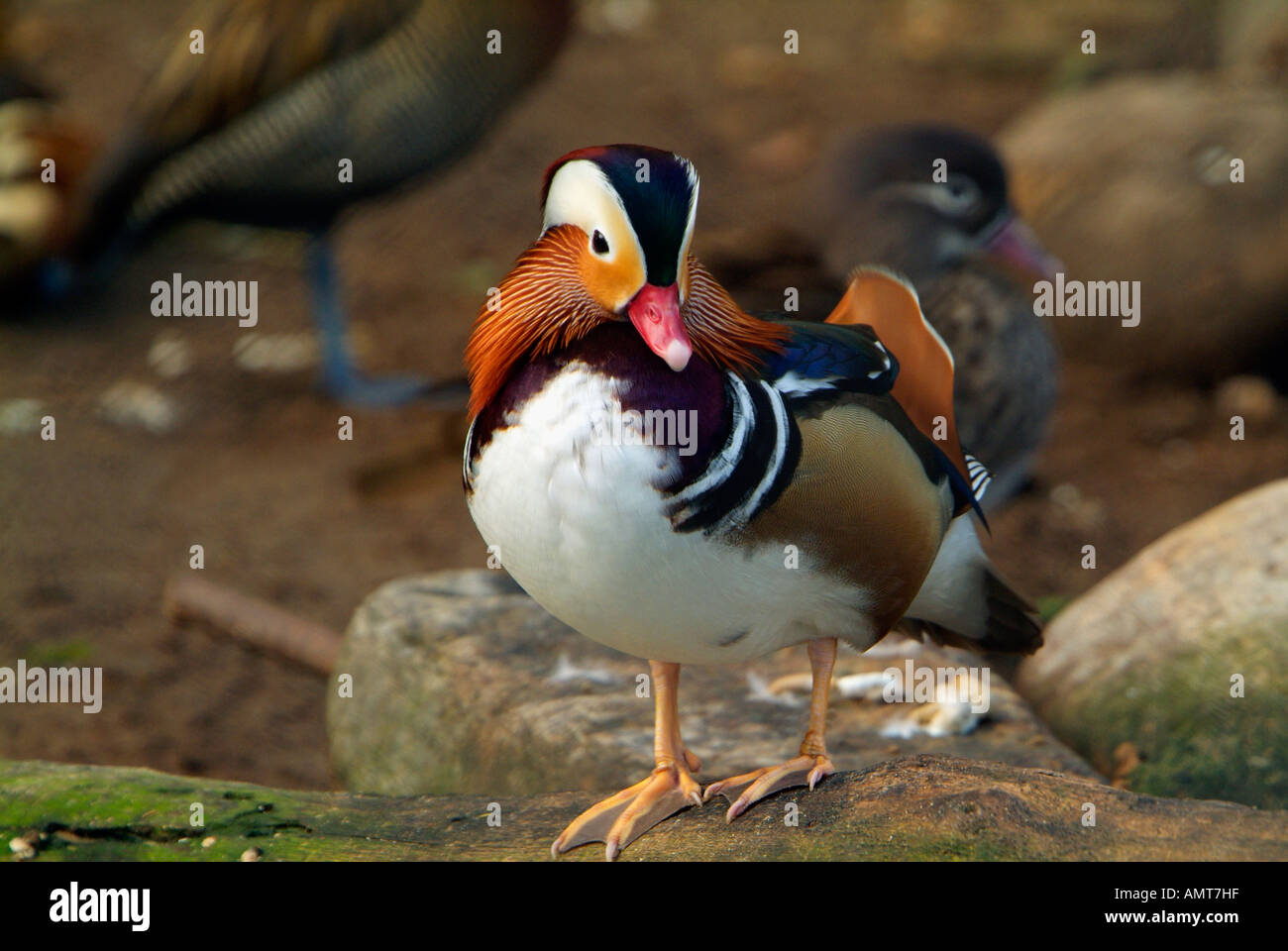 Mandarin Ente Asien Stockfoto