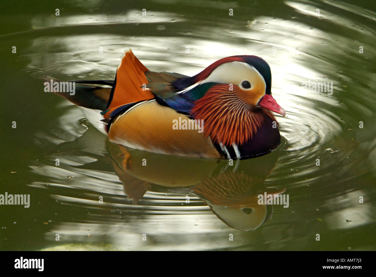 Mandarin Ente Asien Stockfoto