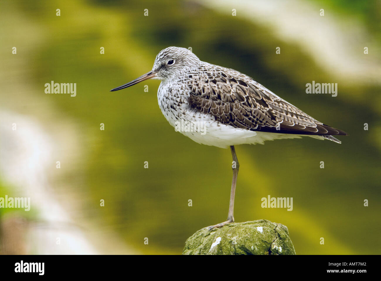 Grünschenkel Stockfoto