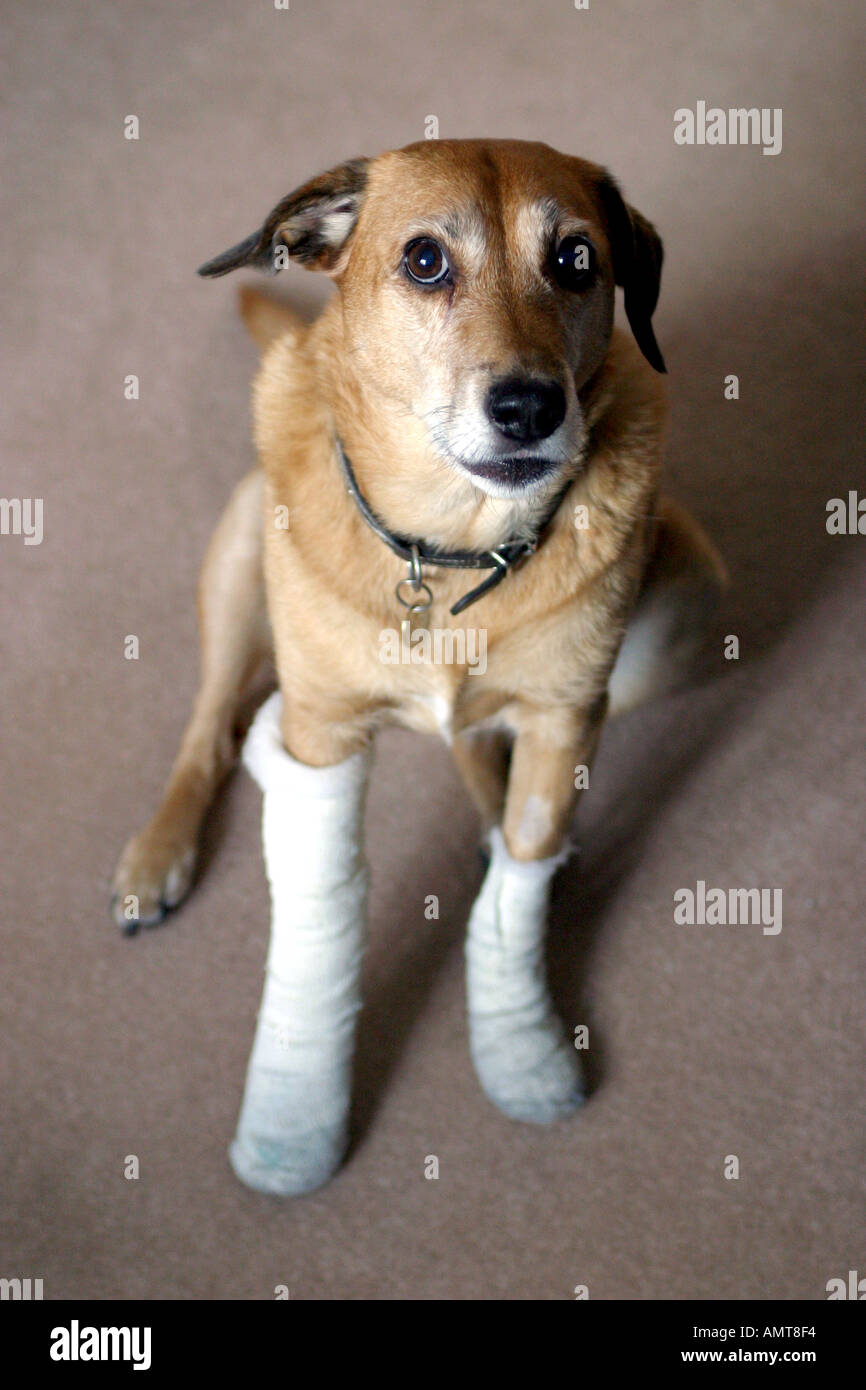 Cross-Rasse mit weißen Bandagen auf jedem seiner Vorderpfoten Hund Stockfoto