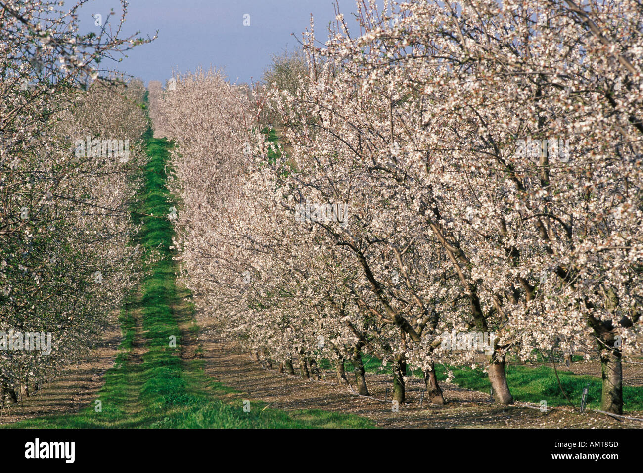 Modesto, Kalifornien Mandel Obstgarten in voller Blüte Stockfoto