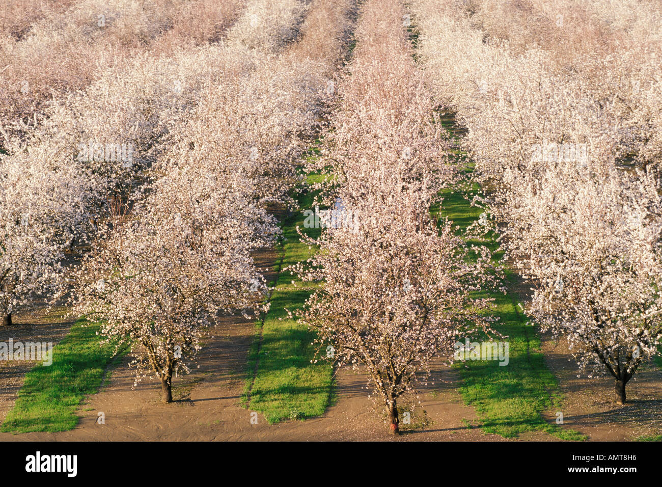 Modesto, Kalifornien Mandel Obstgarten in voller Blüte Stockfoto