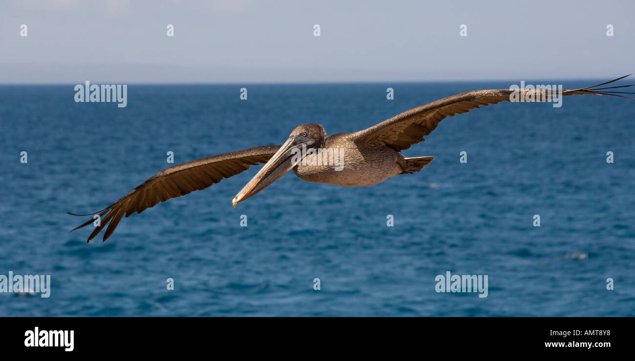 Braune Pelikan Galápagos-Inseln Ecuador Stockfoto