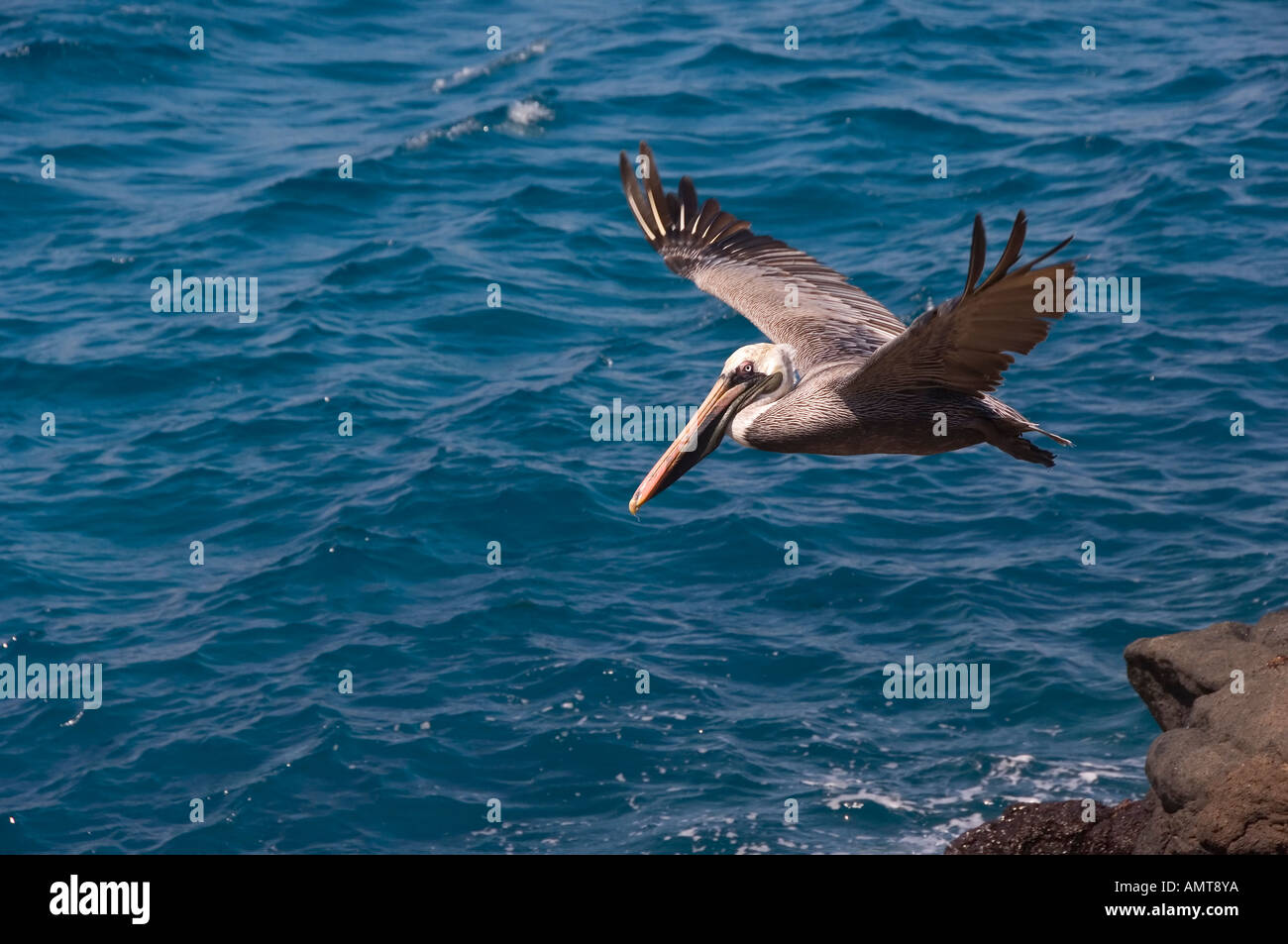 Braune Pelikan Galápagos-Inseln Ecuador Stockfoto