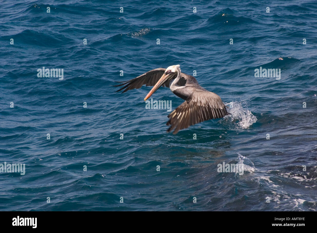 Braune Pelikan Galápagos-Inseln Ecuador Stockfoto