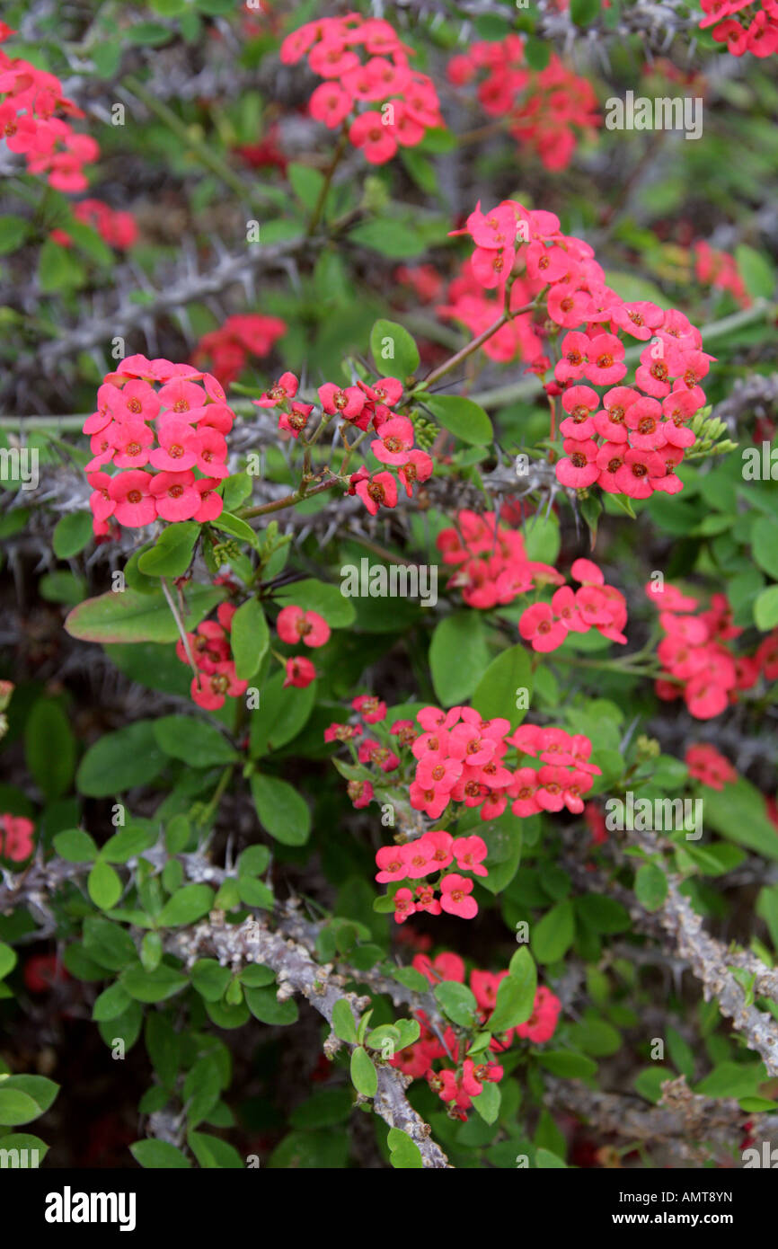 Euphorbia milii var milii, Euphorbiaceae. Madagaskar Stockfoto