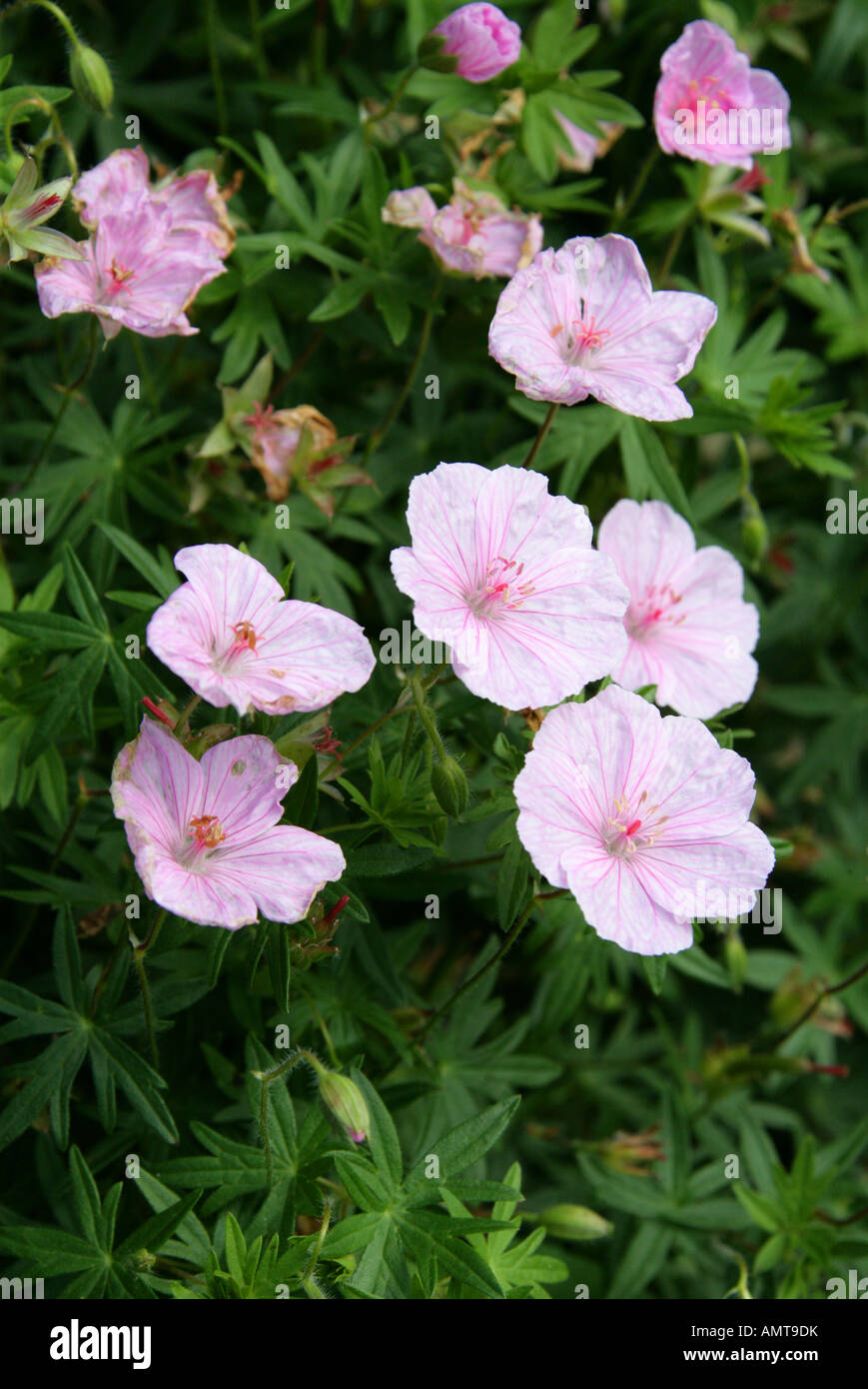 Blutige Storchschnabel, Geranium Sanguineum Var Striata, Geraniaceae, Europa Stockfoto