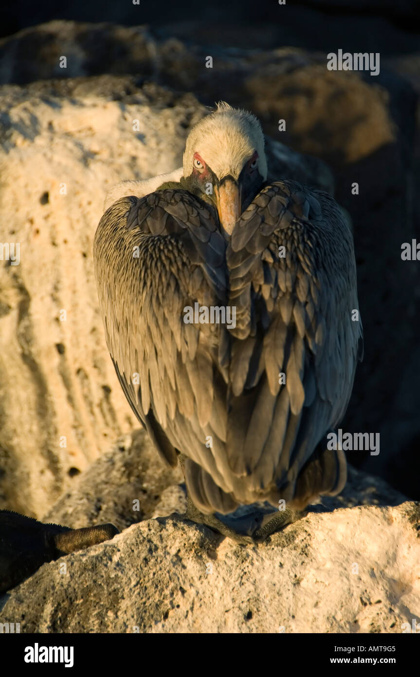Braune Pelikan Galápagos-Inseln Ecuador Stockfoto