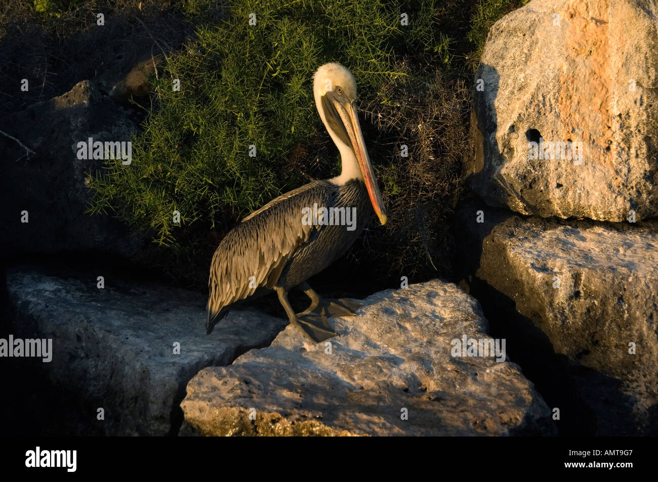 Braune Pelikan Galápagos-Inseln Ecuador Stockfoto