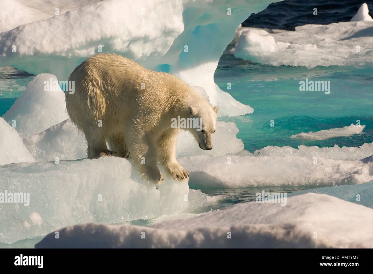 Polar Bear Davisstraße Labrador siehe Kanada Stockfoto