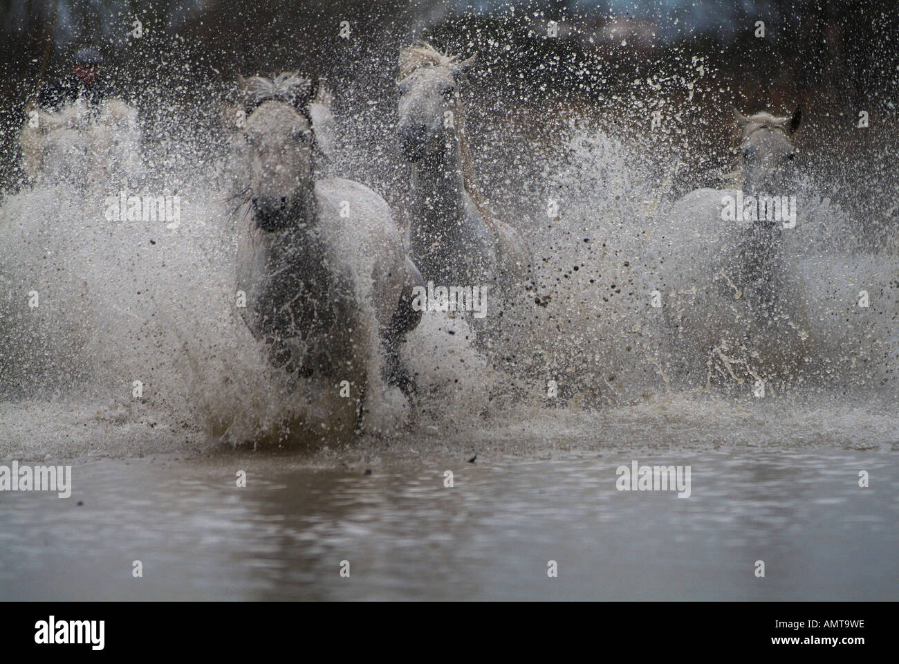 Camargue-Pferde Frankreich Stockfoto