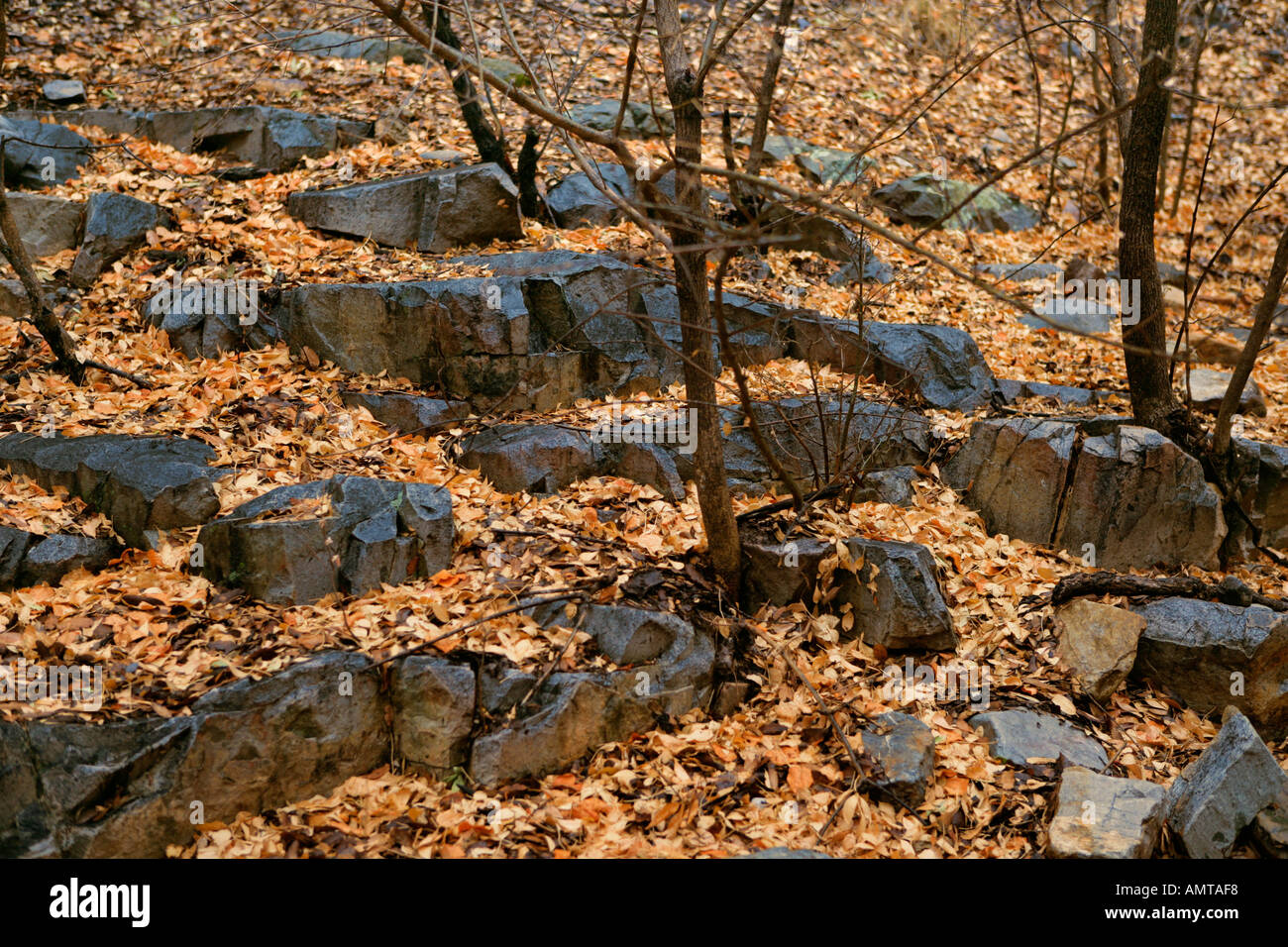 Nassen bläuliche Felsen ragen unter Laub im Wald Stockfoto